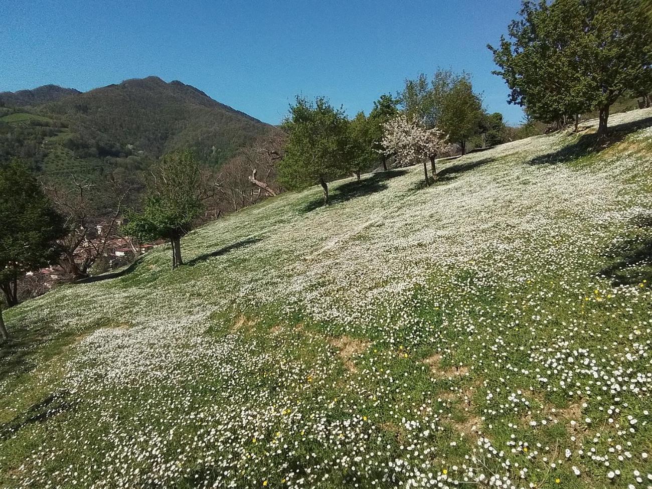 Casa Vacanze Podere Ugolini Ronta Eksteriør bilde
